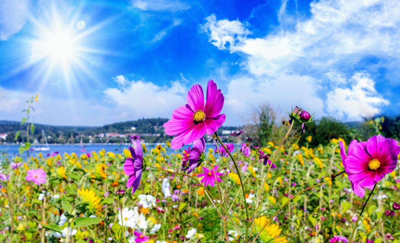 Plant diversity is declining at a steady rate across Germany