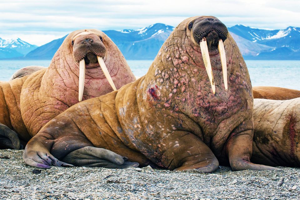 Is A Walrus A Mammal?