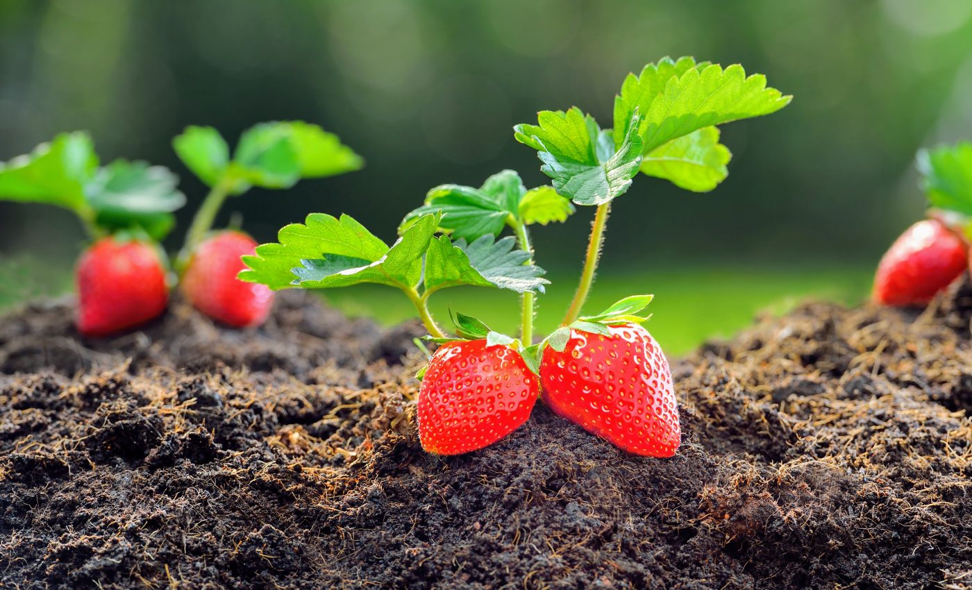 New heat treatment kills pathogens without harming plants