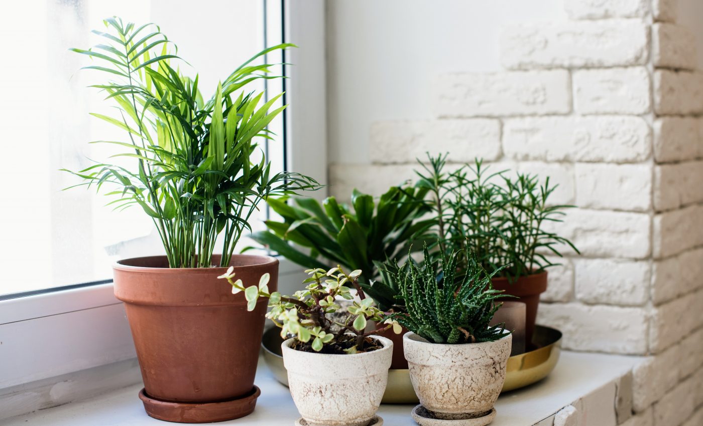 Houseplants boosted psychological well-being during COVID-19 lockdown