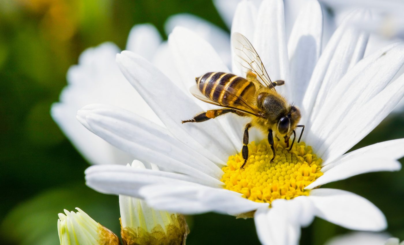 A quarter of all bees no longer appear in public records