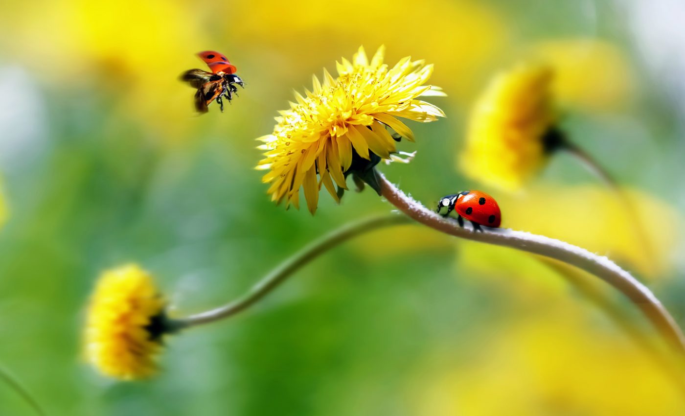 Farmers can use flowers to attract predatory insects