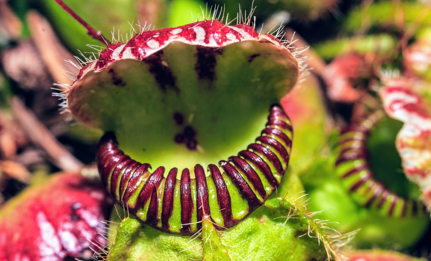 Climate change is altering the genetic programming of plants