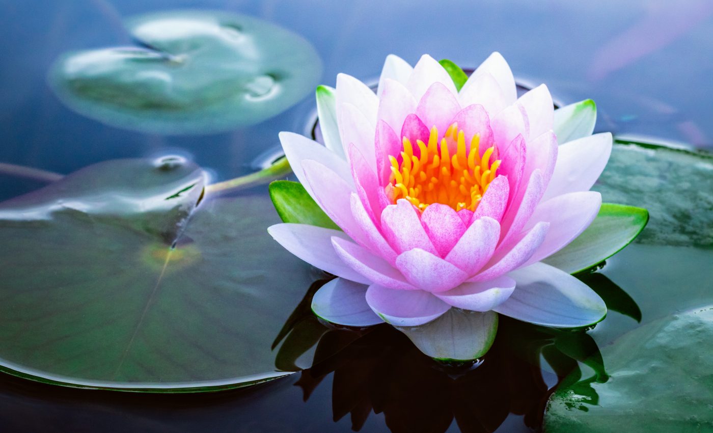 Scientists investigate the mysterious origin of flowering plants