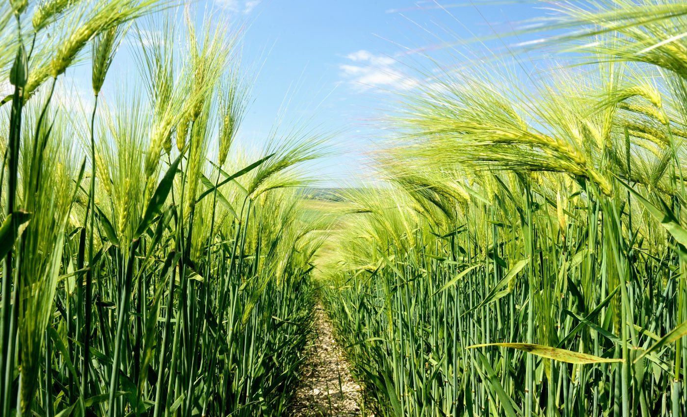 Cereal crops have a secret trait that gives them deeper roots