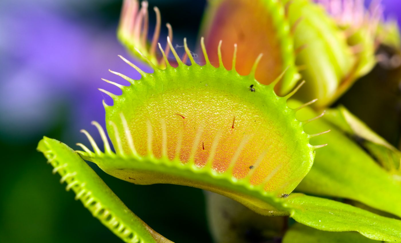 Venus flytraps produce magnetic fields