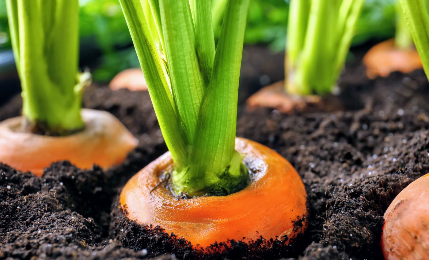 Soil is a source of food contamination