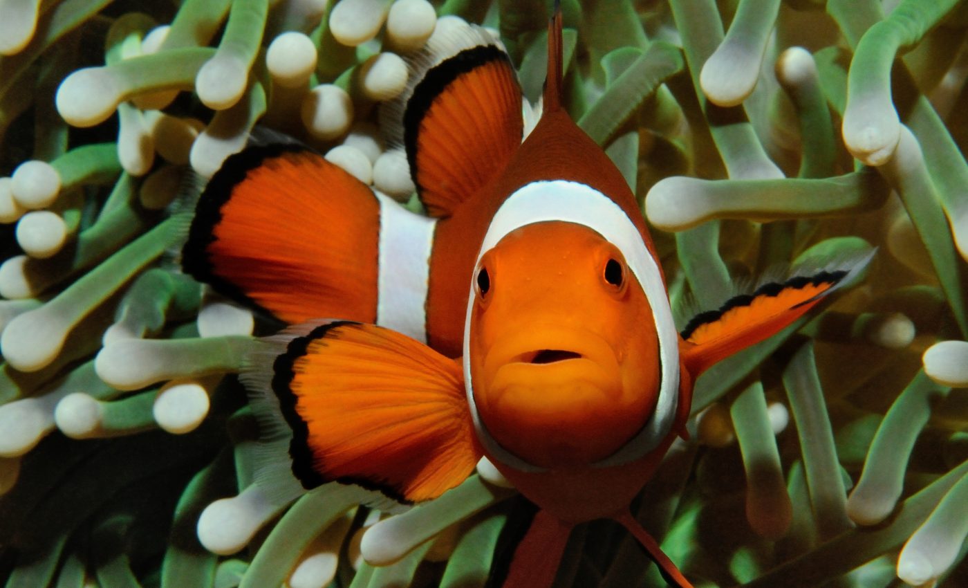 Simple genetic mutations can turn fins into limbs