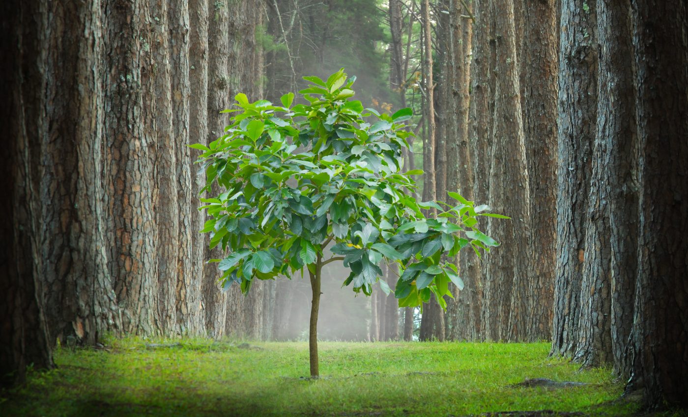 Biosensors can monitor plant health in real time