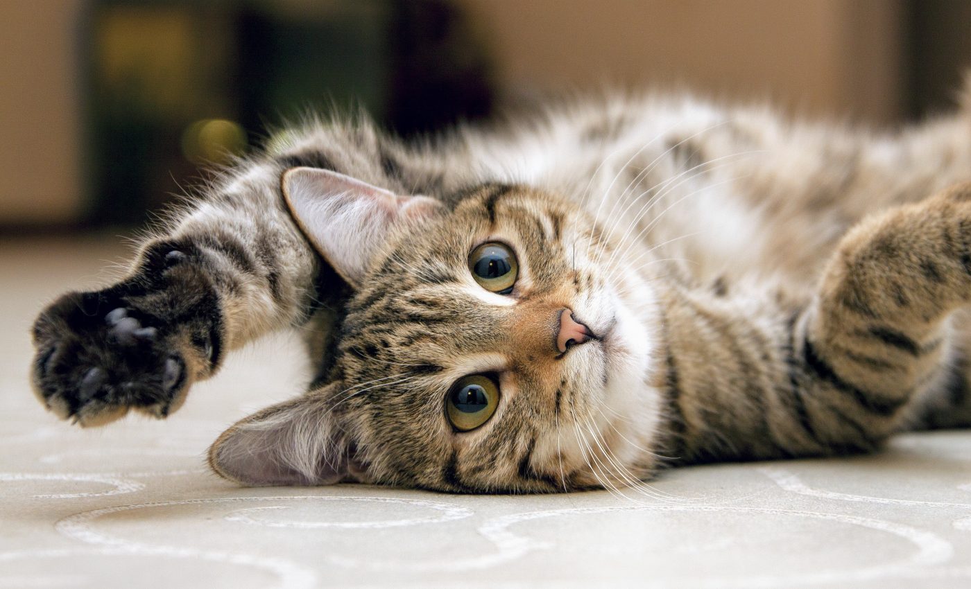 Cats will hunt less wildlife if you feed them meat