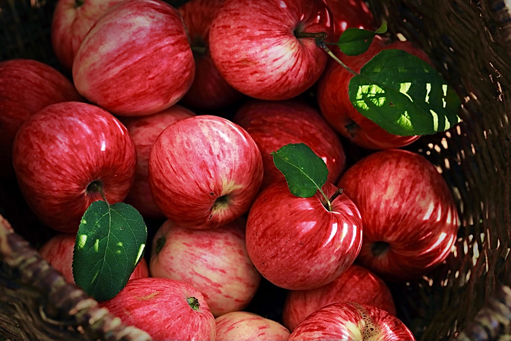 Apples stimulate the production of new brain cells