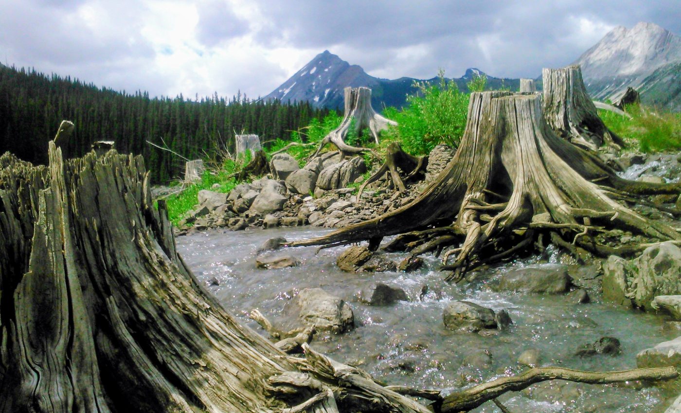 Deforestation is slowed by protected areas, but not prevented