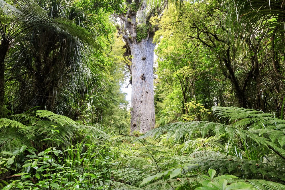 Geomagnetic reversal triggered global environmental changes