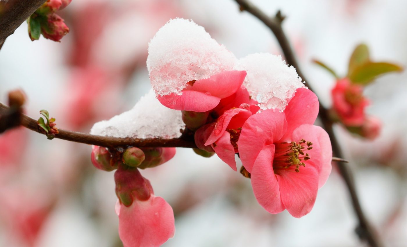 Plants can hide the effects of climate stress for years