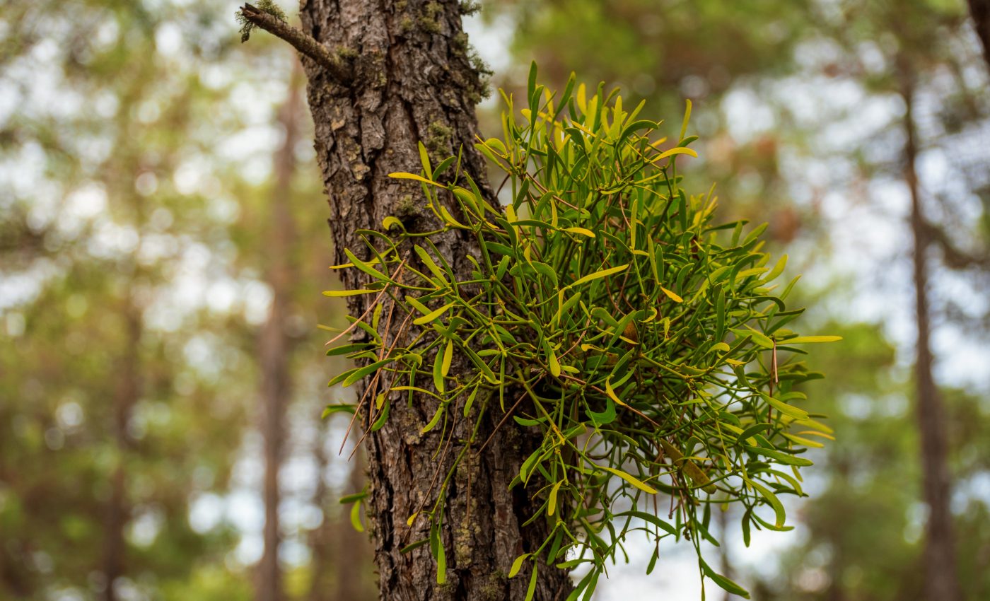 Mistletoe has a strategy to keep its host plant alive