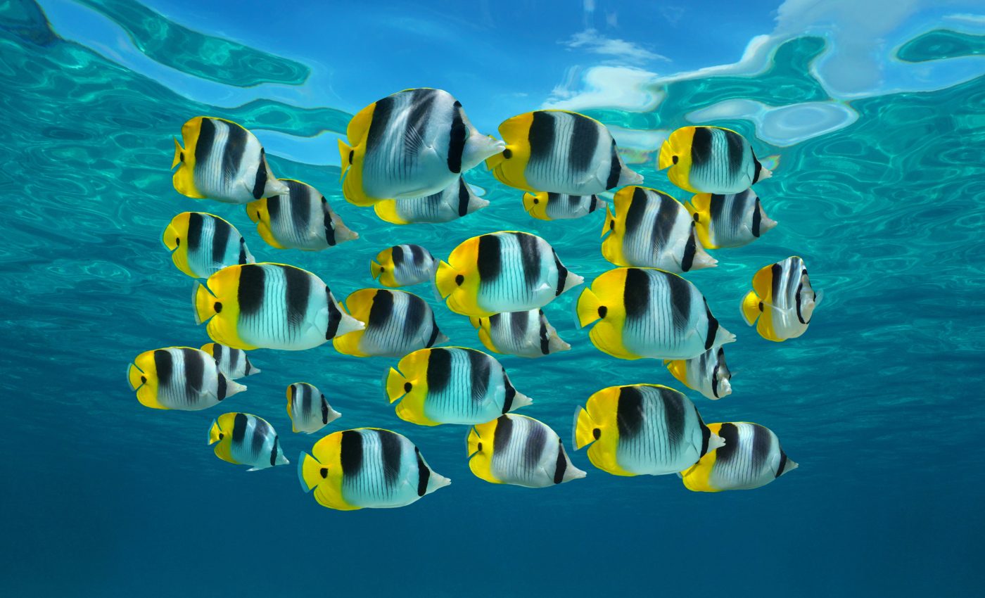 Fish poop stores 1.65 billion tons of carbon annually