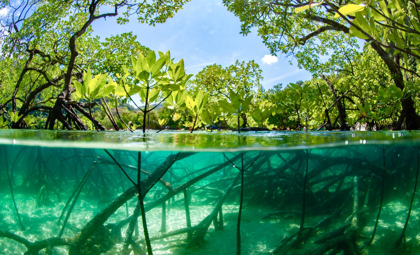 Diverse mangrove forests have higher carbon storage capacity
