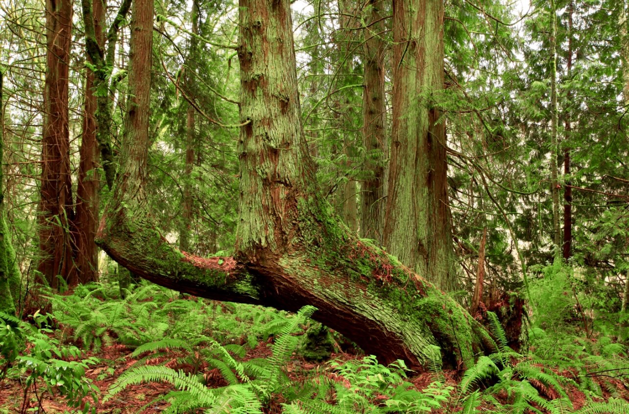 Seed production is slowing down in older, larger trees