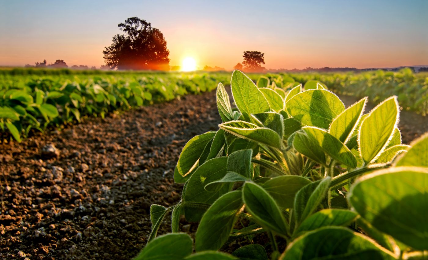 Plants set a "bedtime alarm" that helps them survive the night