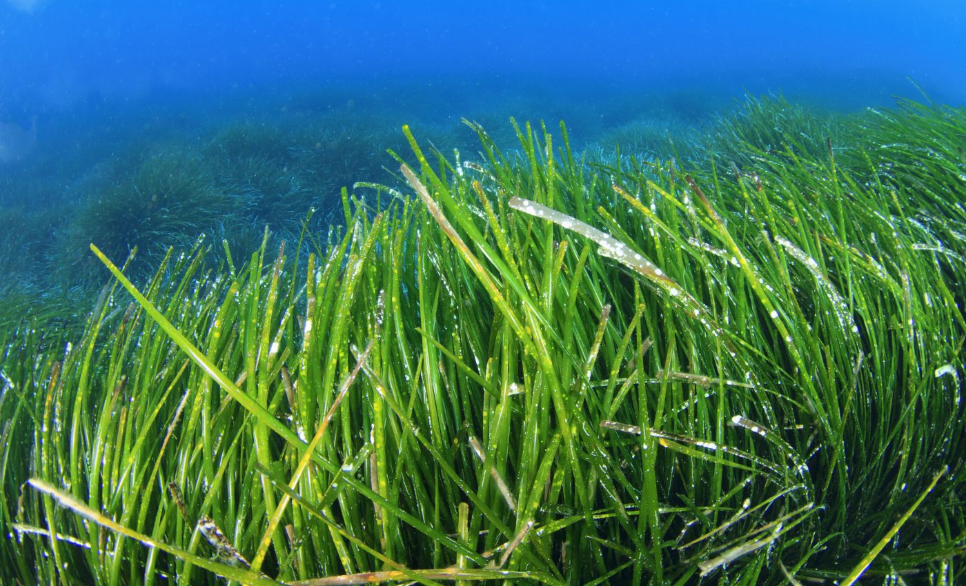 Seagrass loss is much worse than expected in the UK