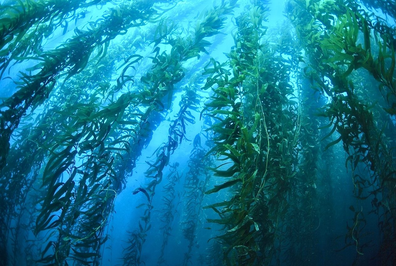 Kelp forests may be gone for good in Northern California