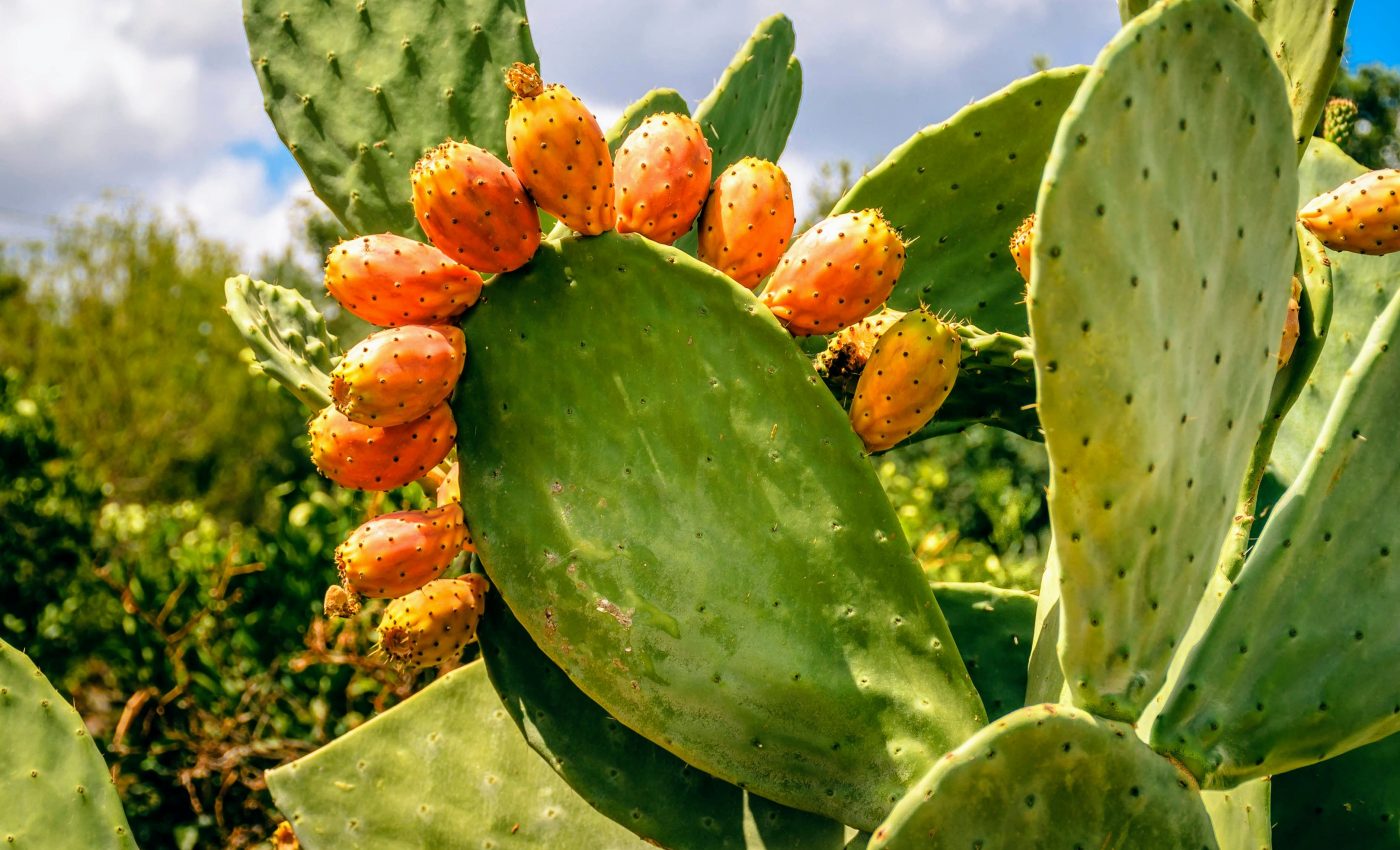 Cactus pears show great potential for sustainable food and fuel