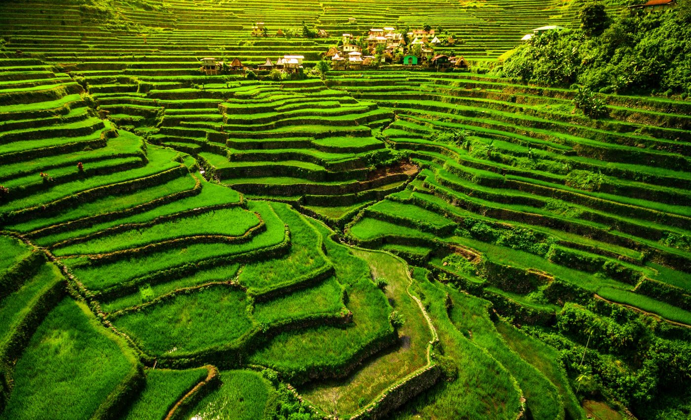 Rice yields are dropping with climate change