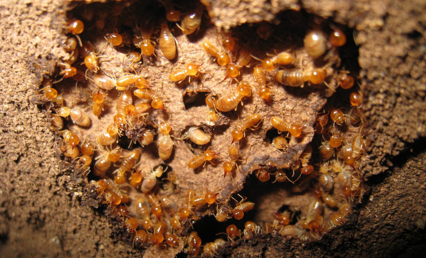 Termites help maintain tropical ecosystems during periods of drought
