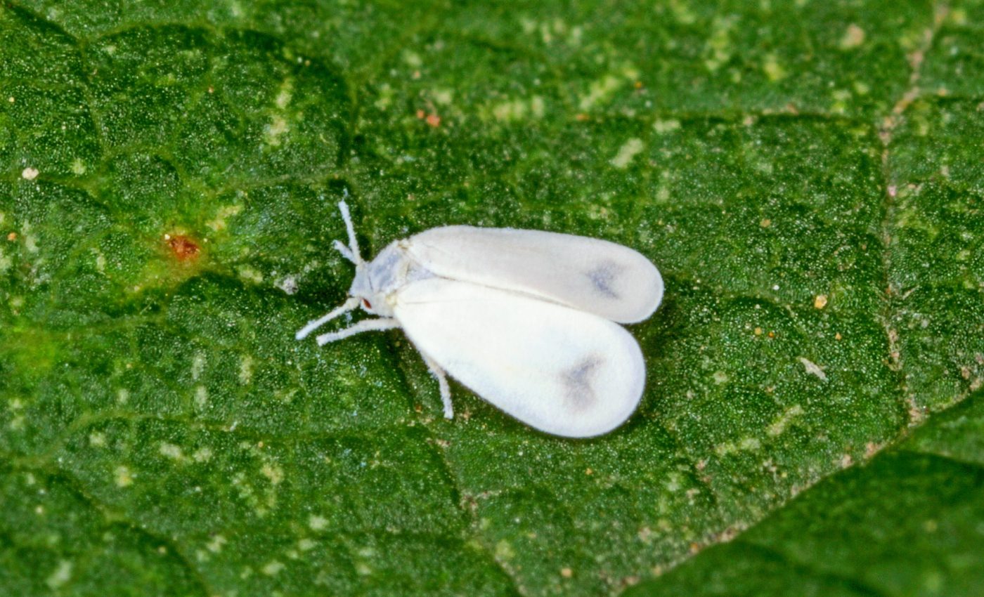 Whiteflies stole a gene from plants to survive their lethal toxins