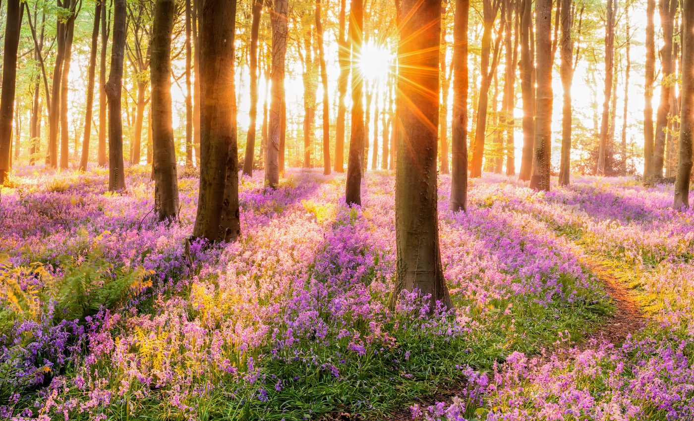 Plants have a memory of drought