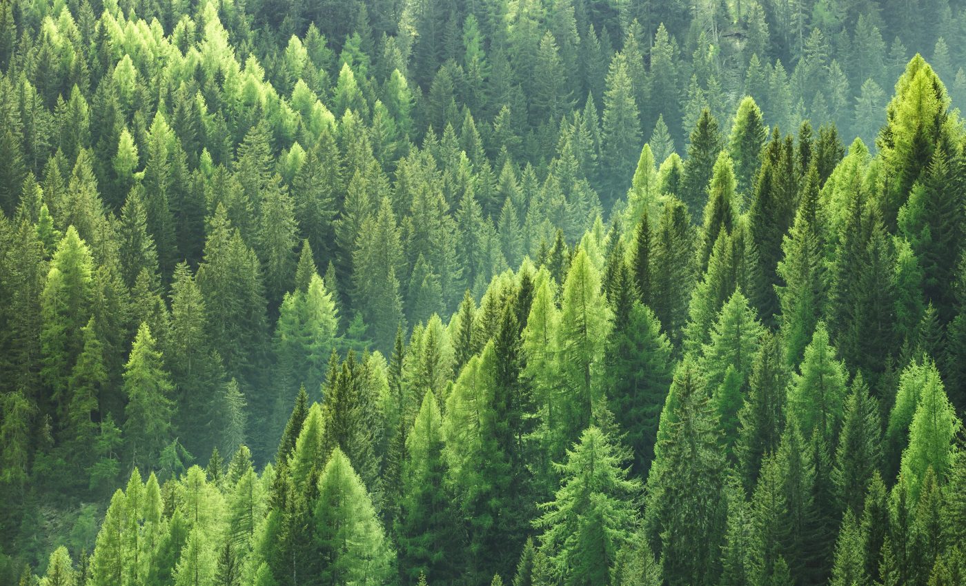 Younger trees use up and release less water