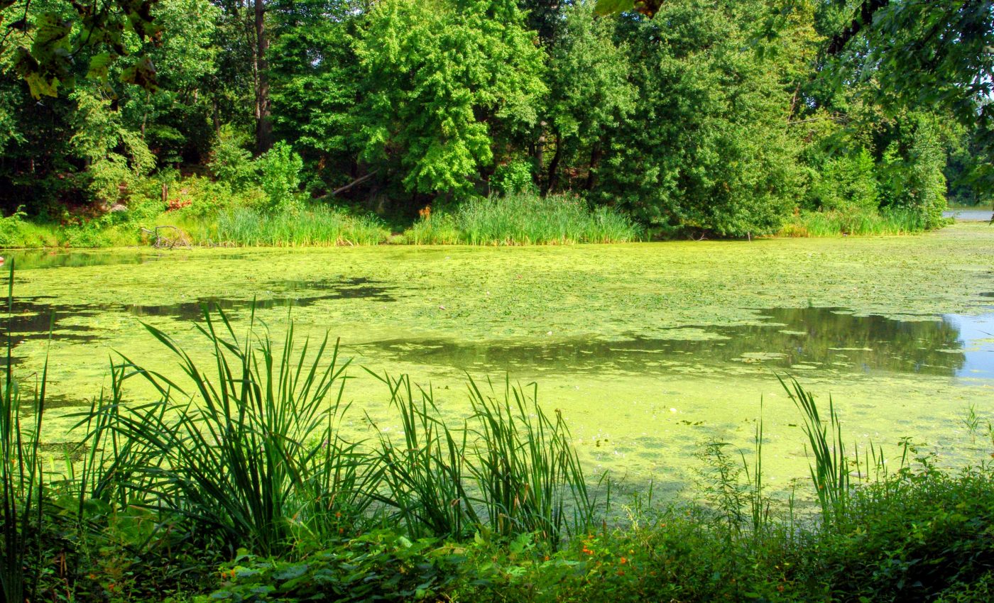 Algae blooms can release neurotoxins into the air