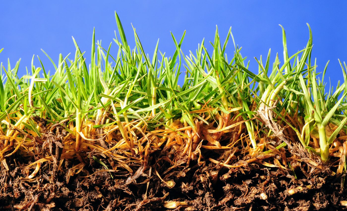 Fungi rely on bacteria to release nutrients for their host plants