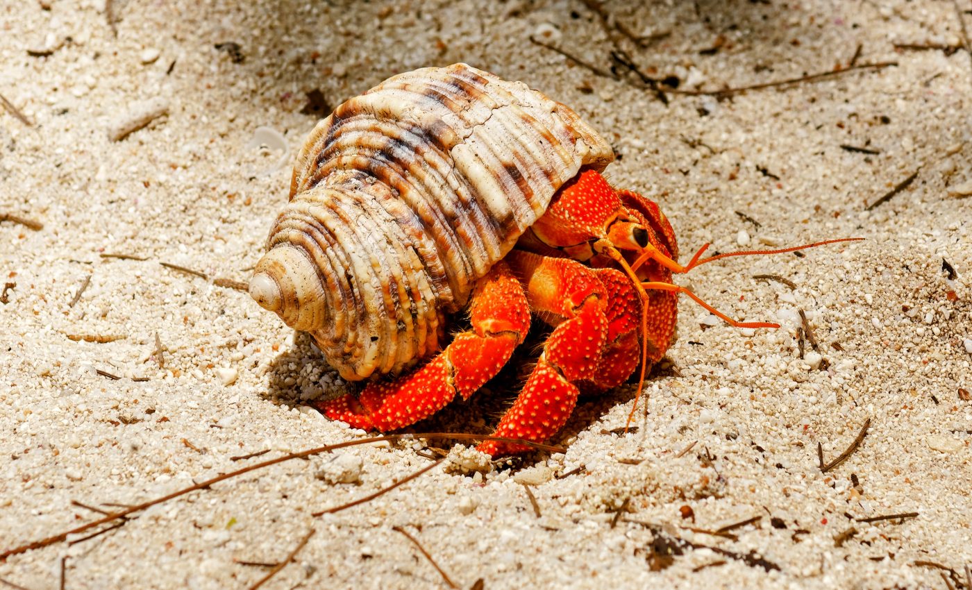 Crab shells could help pave the way for sustainable electronics