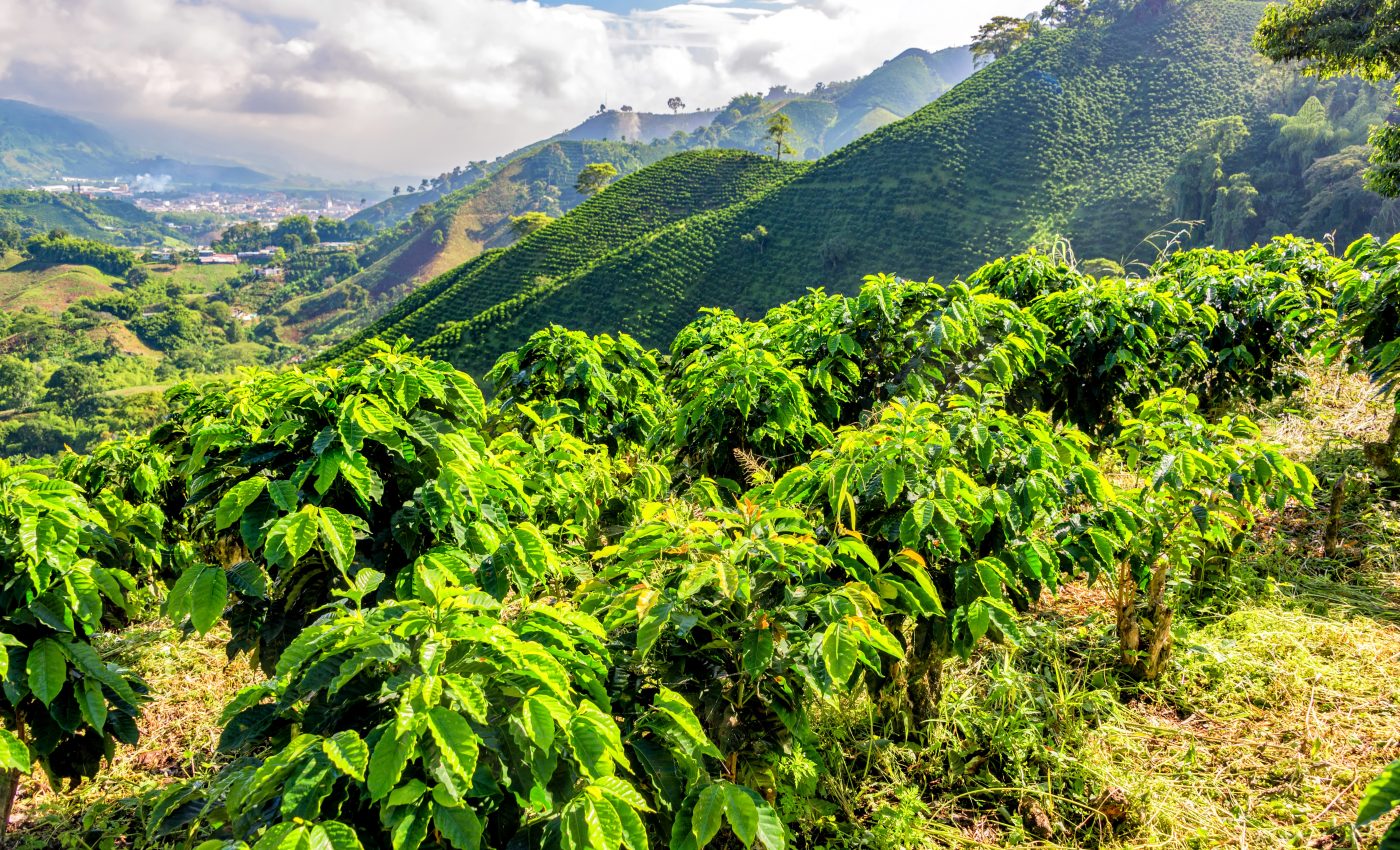Colombian coffee production will increase, but not at low altitudes
