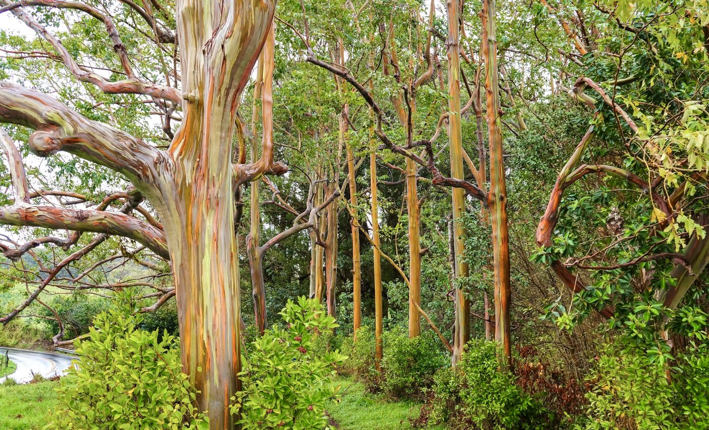 Eucalyptus trees can be modified to prevent invasive spreading
