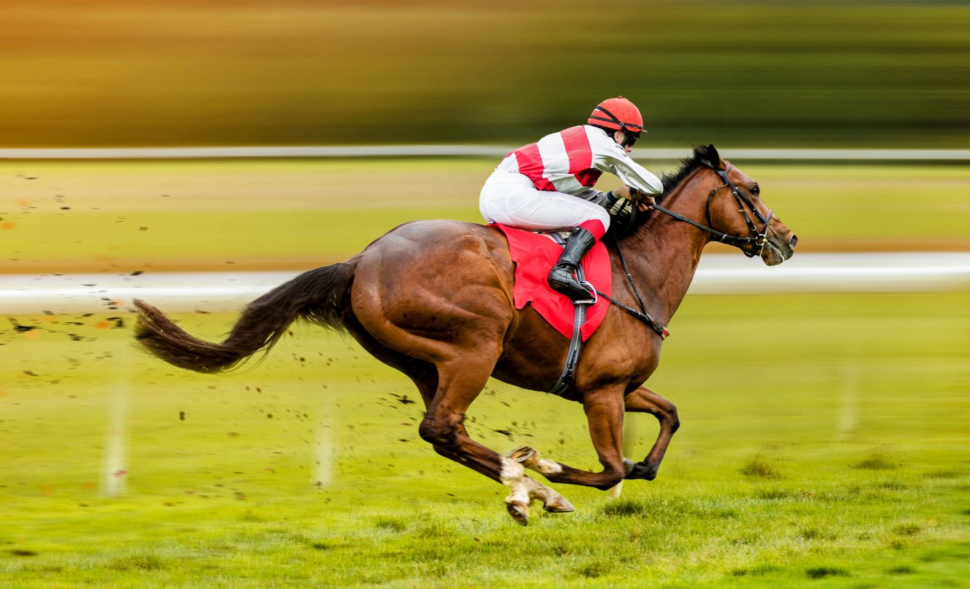 Horse's gut bacteria "talk" to cells to regulate energy