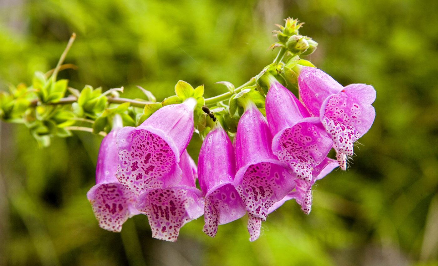 Foxgloves rapidly evolved in the presence of hummingbirds