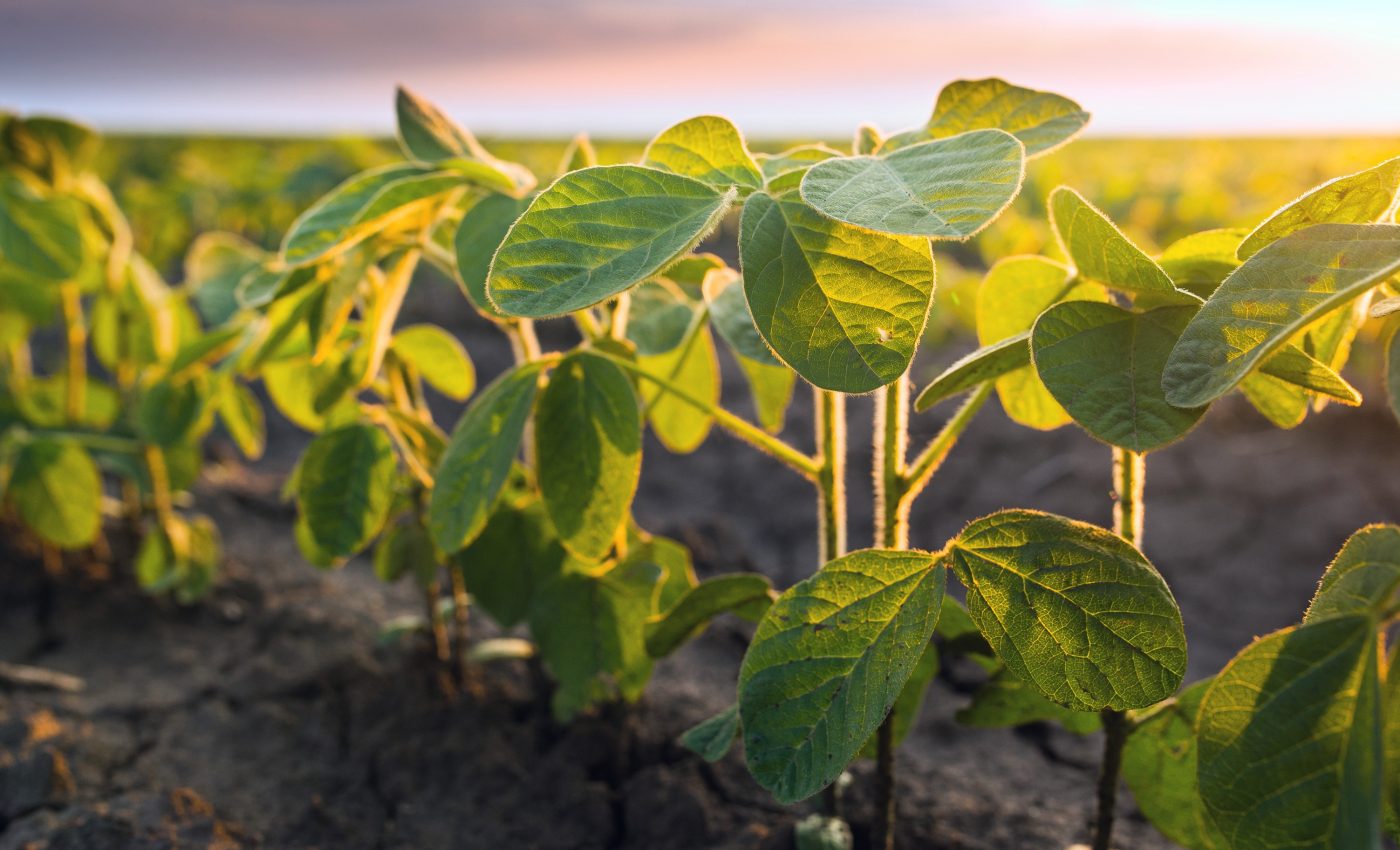 Legume crops boost nutrition while protecting the environment