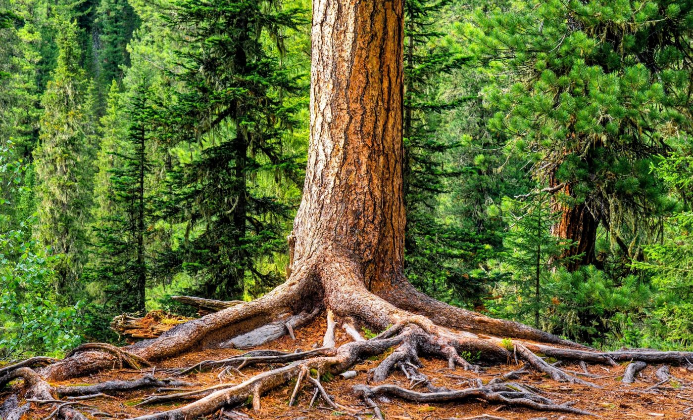 Drought kills trees faster than previously thought
