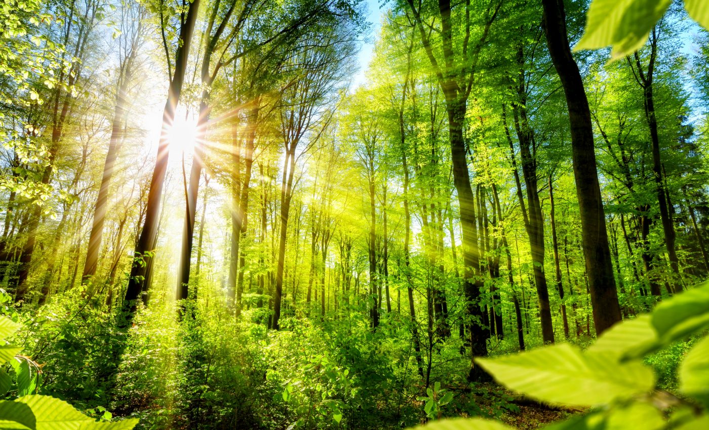 Declaring an area protected is not enough to prevent forest loss