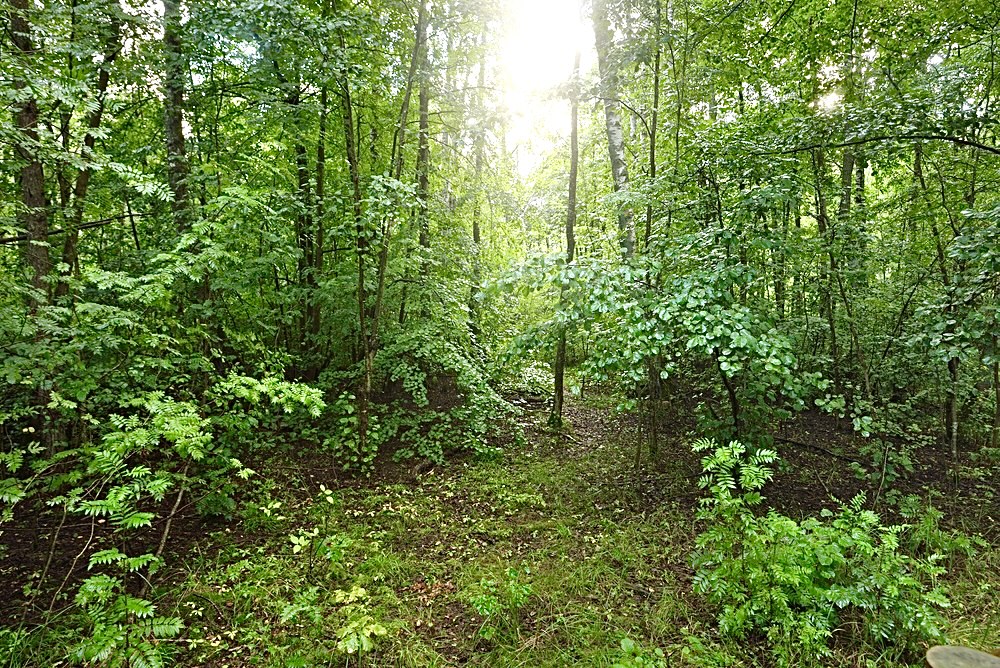 Deciduous trees can offset carbon emissions from forest fires