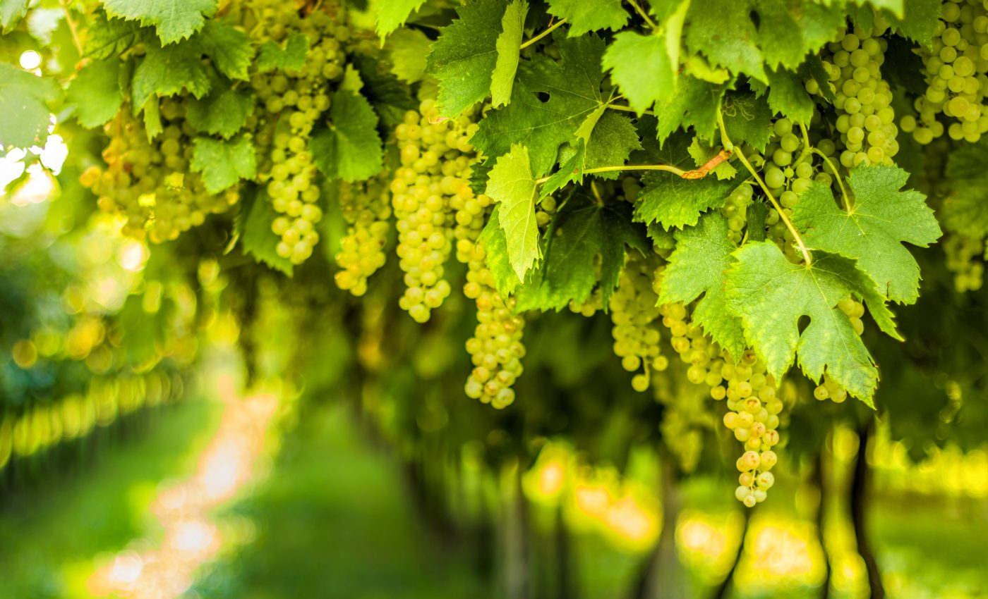Wine grape residue may be very beneficial to human health