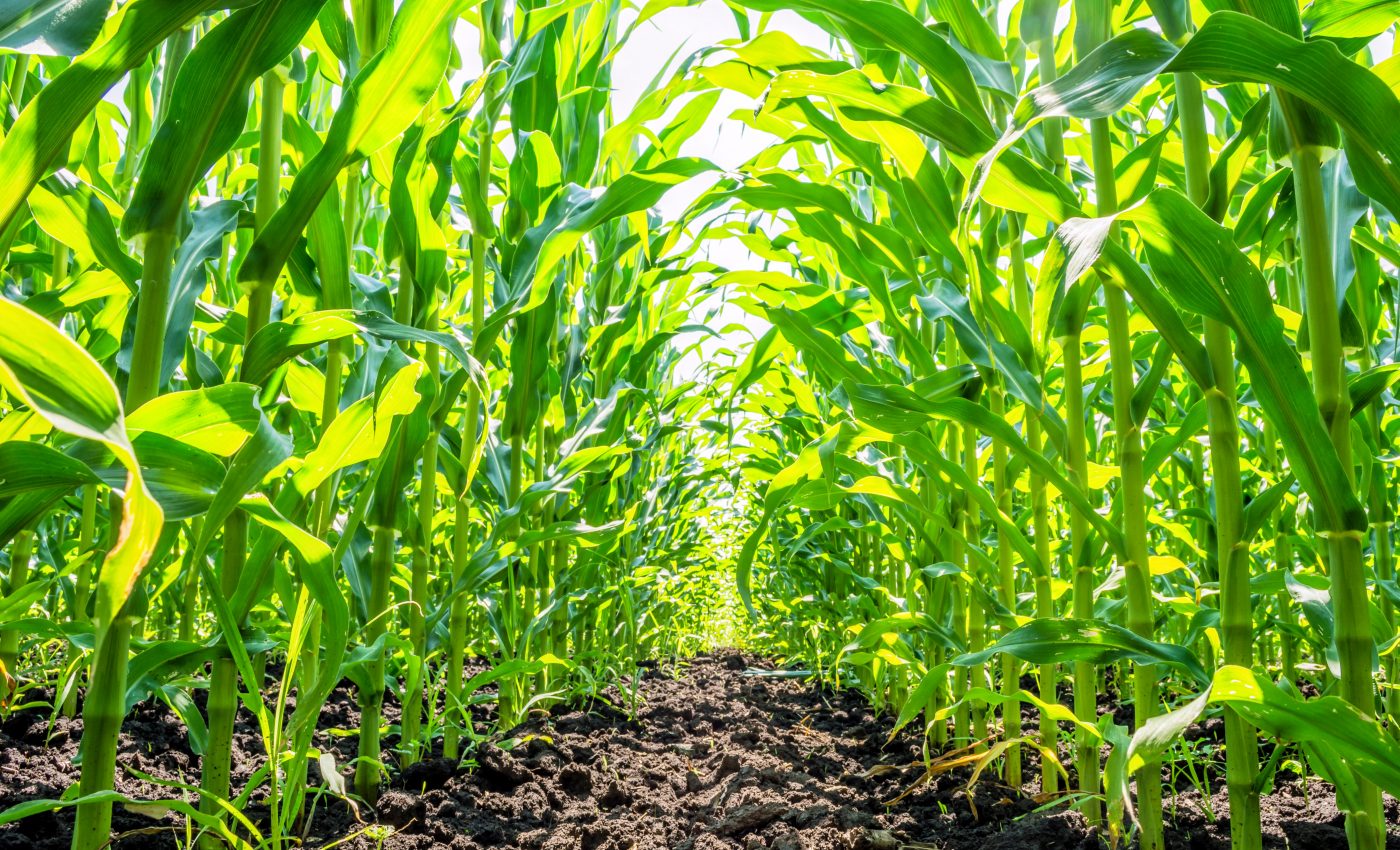 Corn waste can be transformed into powerful water filters
