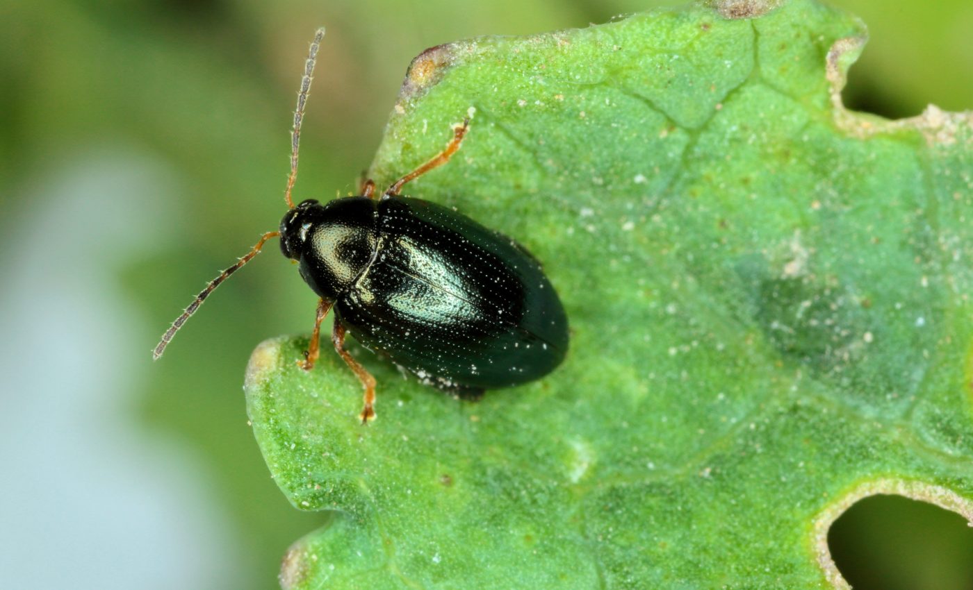 Horseradish flea beetles take up plant toxins for their own defense
