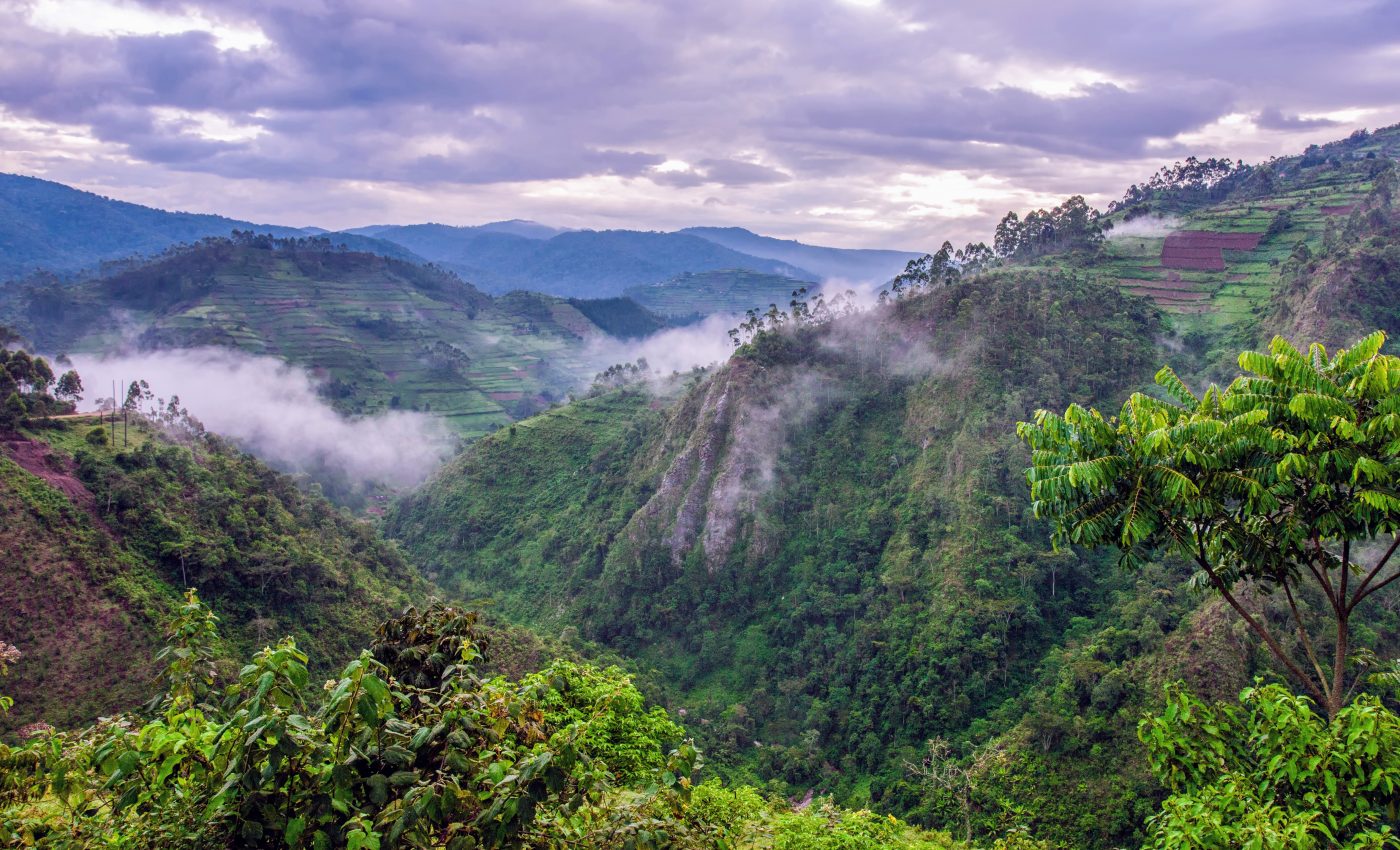 African rainforests are surprisingly resilient to heat and drought