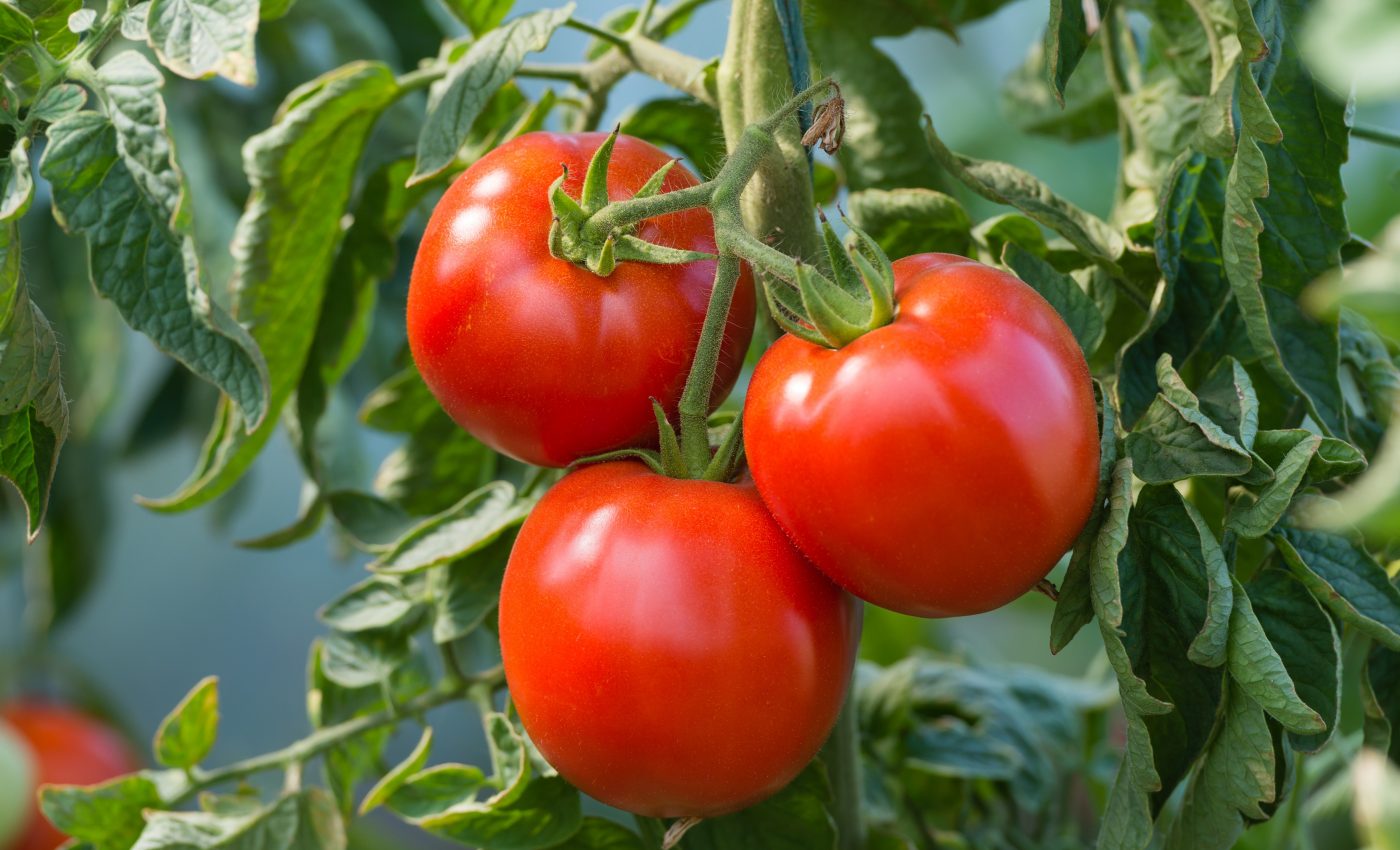 Plant genes identified that could protect crops from drought