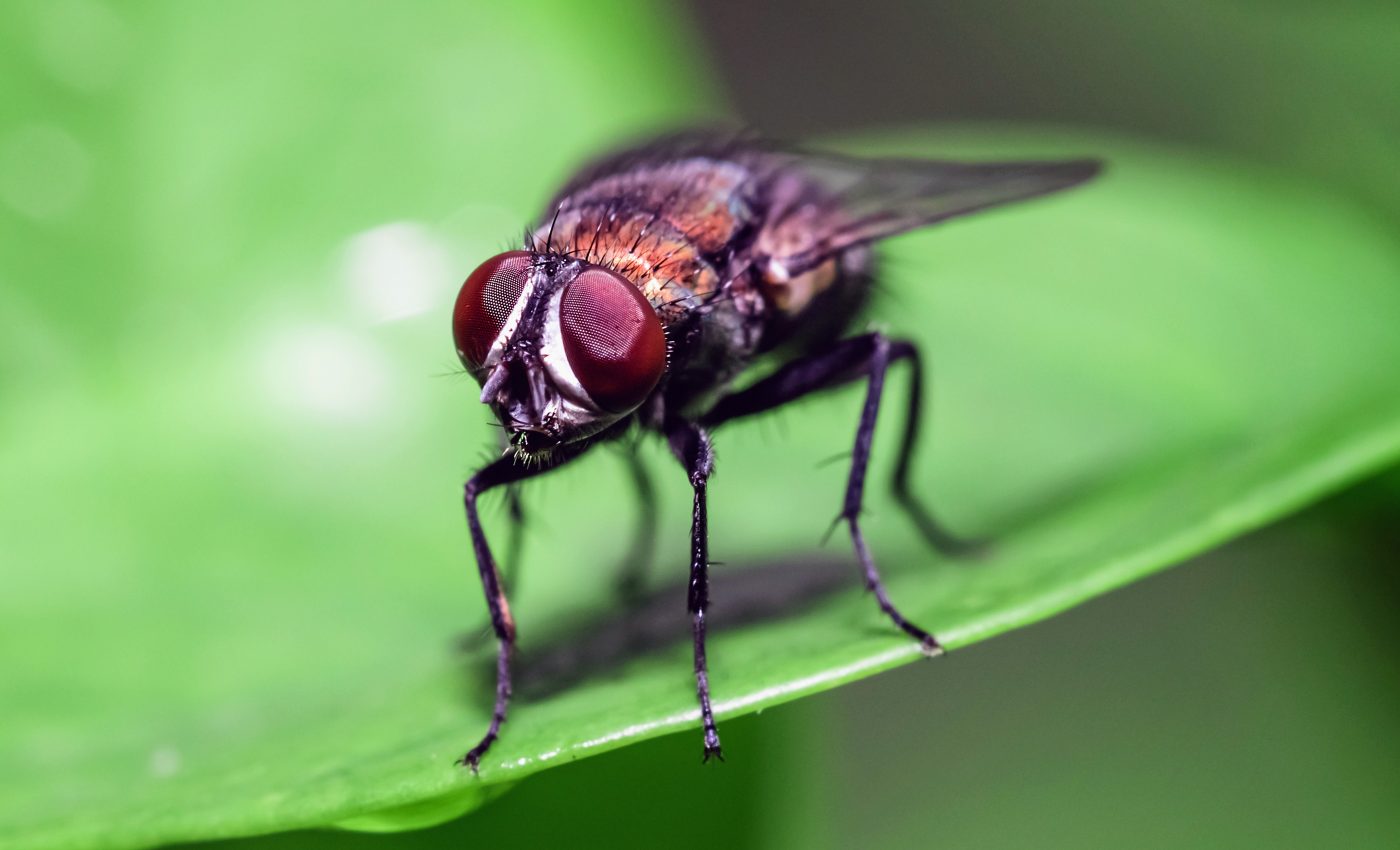 Flower smells like dead insects to attract coffin flies