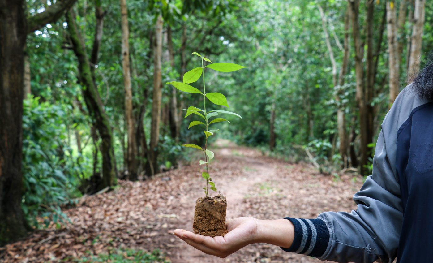 Intense nature restoration needed to address the climate crisis