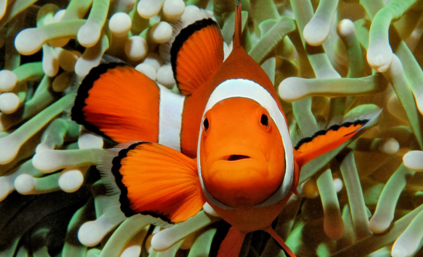 Young clownfish are struggling to survive under artificial lights